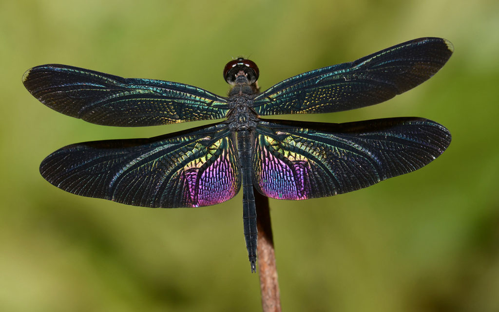 Transforming Trauma cover Dragonfly image